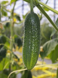 Cornichon 'Hokus'