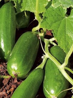 Concombre 'Iznik F1 '