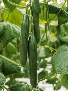Concombre Kalunga F1 en plant - Cucumis sativus