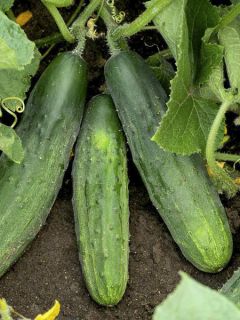 Concombre Patio Snacker F1 - Cucumis sativus