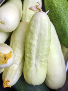 Concombre 'White Wonder'
