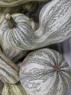 Courge Striped Cushaw Bio - Ferme de Sainte Marthe 
