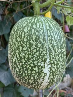 Courge de Siam AB - Ferme de Sainte Marthe