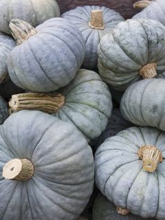 Potiron Beretta Piancentina Bio - Ferme de Sainte Marthe