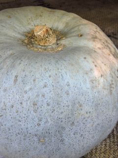 Potiron 'Betty Blue F1'