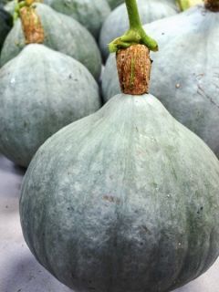 Potiron Blue Ballet Bio - Ferme de Sainte Marthe