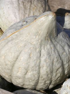 Potiron Blue Hubbard Bio - Ferme de Sainte Marthe Potiron Blue Hubbard Bio - Ferme de Sainte Marthe