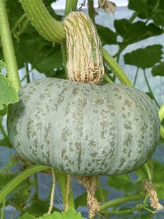 Potiron Blue Kuri Bio - Ferme de Sainte Marthe Potiron Blue Kuri Bio - Ferme de Sainte Marthe