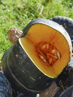 Potiron Doux Vert D'Hokkaido AB - Ferme de Ste Marthe Potiron Doux Vert D'Hokkaido AB - Ferme de Ste Marthe