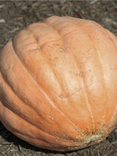 Courge Gargantua Atlantic Giant Bio - Ferme de Sainte Marthe Courge Gargantua Atlantic Giant Bio - Ferme de Sainte Marthe