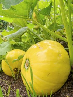 Potiron Giraumon Gele Reuzen - Cucurbita maxima