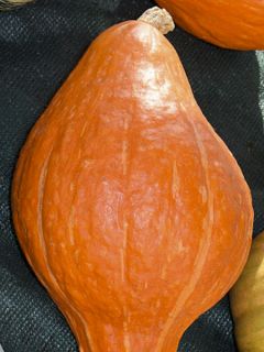 Potiron Golden Hubbard Bio - Ferme de Sainte Marthe Potiron Golden Hubbard Bio - Ferme de Sainte Marthe