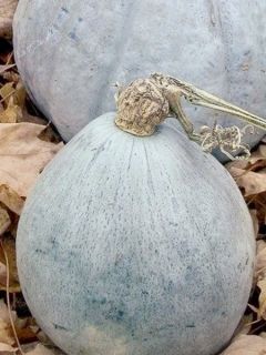 Potiron Hubbard Baby Blue - Cucurbita maxima Potiron Hubbard Baby Blue - Cucurbita maxima