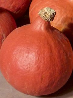Potimarron 'Kabocha Uchiki Kuri'