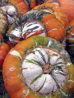 Potiron Petit Bonnet Turc AB - Ferme de Ste Marthe Potiron Petit Bonnet Turc AB - Ferme de Ste Marthe