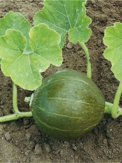 Potiron Vert Olive Bio - Ferme de Sainte Marthe