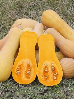 Courge Butternut Harrier F1 