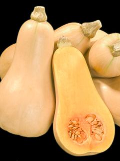 Courge Butternut Hunter
