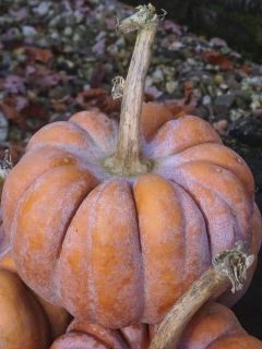 Courge Moschata Futsu Black Rinded Bio - Ferme de Sainte Marthe