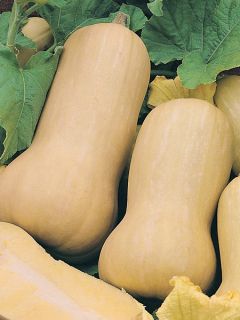 Courge Butternut Hercules F1