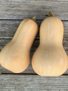 Courge Musquée Butternut AB - Ferme de Sainte Marthe