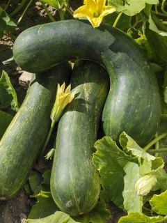 Courge Musquée Longue de Nice AB - Ferme de SAinte Marthe