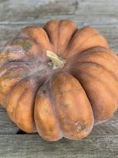 Courge Musquée Muscade AB - Ferme de Sainte Marthe