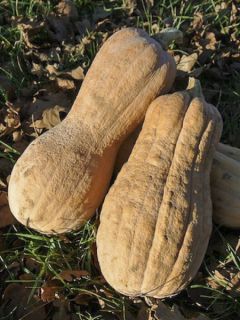 Courge musquée Violina bio - Ferme de Sainte Marthe