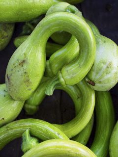 Courge Trombocino d'Albinga Bio - Ferme de Sainte Marthe