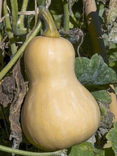 Courge butternut Zenith F1 - Cucurbita moschata
