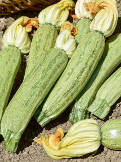 Courgette Adrielle F1 (Création Vilmorin) - Vilmorin