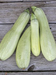 Courgette Alberello Di Sarzana Bio - Ferme de Ste Marthe