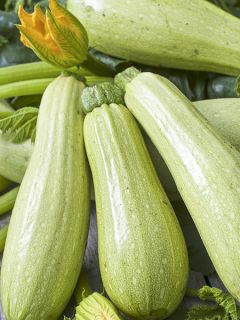 Courgette 'Amalthée '