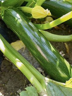 Courgette Ambassador F1