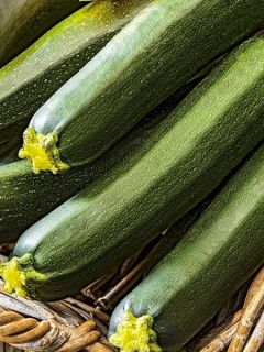 Courgette Anissa F1 (Création Vilmorin) - Vilmorin