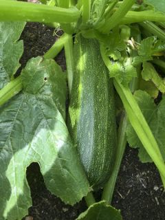 Courgette Astia F1 en plants - Cucurbita pepo
