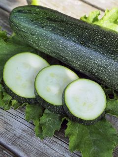 Courgette hybride Baccara