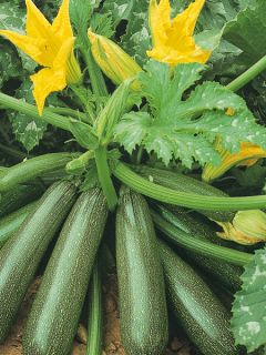 Courgette Belor F1 (Création Vilmorin) - Vilmorin