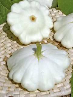 Courge Pâtisson Croblan - Vilmorin