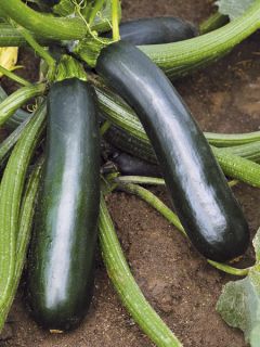 Courgette Easy Pick Green F1