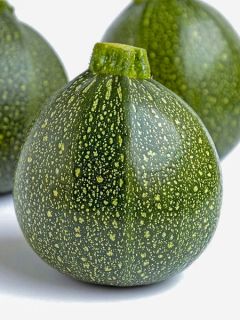 Courgette Eight Ball F1 ronde - Cucurbita pepo