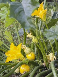 Courgette 'Floridor F1'