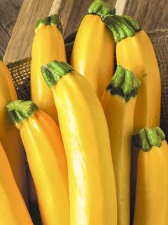 Courgette hybride Parador