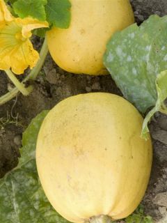 Courgette Melonnette Jaspée de Vendée AB - Ferme de Sainte Marthe