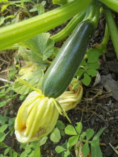 Courgette Nano Verde di Milano
