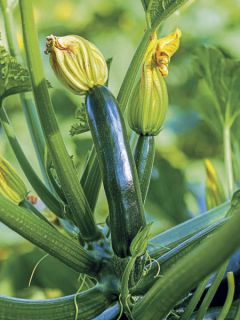 Courgette Patio Star F1 en pot Courgette Patio Star F1 en pot