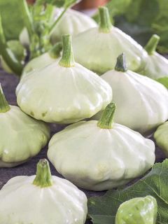 Courge Pâtisson Polo F1 Courge Pâtisson Polo F1