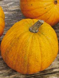 Courge Petite sucrée Bio - Ferme de Sainte Marthe Courge Petite sucrée Bio - Ferme de Sainte Marthe