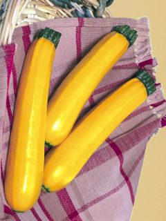 Courgette 'Sebring F1'