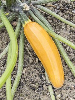 Courgette Soleil F1 Courgette Soleil F1